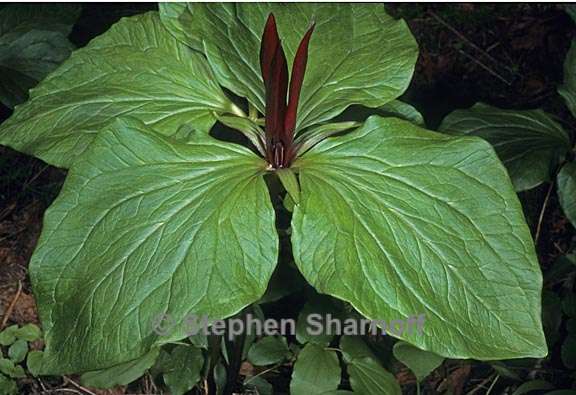 trillium angustipetalum 1 graphic